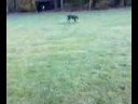 apollo j (great dane) at caledonia state park off lead chasing his ball.