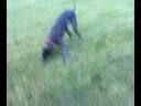 apollo j (great dane) at caledonia state park off lead chasing his ball.