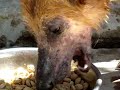 Baco - Animales sin Hogar