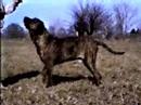 Fila  Brasileiro