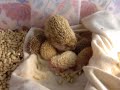 Pierbetulla ( riccio africano) e i suoi 6 riccioli a Cascina