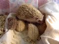 Pierbetulla ( riccio africano) e i suoi 6 riccioli a Cascina