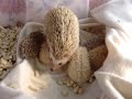 Pierbetulla ( riccio africano) e i suoi 6 riccioli a Cascina