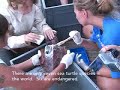 Turtle Tagging - oceana.org
