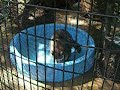 Raccoons in Pool