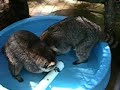 Raccoons in Pool