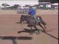 Hesa Perty Jay - Grullo Stallion - Reining