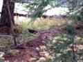 hiking in the olympic national park