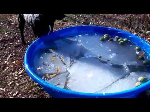 Labs getting the ice out of the pool