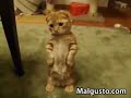 El gato de Shrek :roto2: El gato de Shrek :roto2: