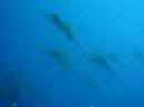 Eagle Rays in Darwin Eagle Rays in Darwin