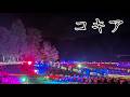 【国営みちのく杜の湖畔公園／宮城県】コキアのライトアップと花火が最高だった件#イルミネーション #ライトアップ #コキア #公園 #観光 #デート