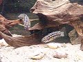 222 Tanganyika-tank