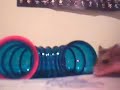 Diggy the hamster #2 Diggy the hamster #2