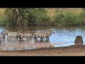 Croc attack