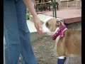 Adopt a dog