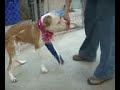 Adopt a dog