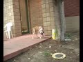 Adopt a dog