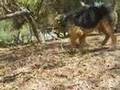Airedale Terrier video