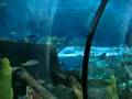 Ripleys Aquarium in Myrtle Beach 2008