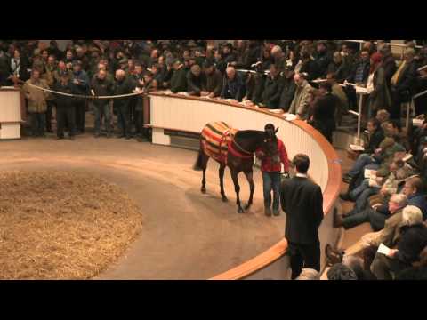 2013 Tattersalls December Mare Sale Day 2