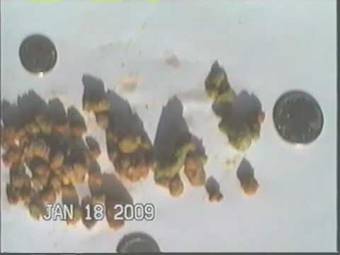 how to eliminate bile