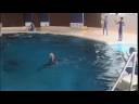 TENSHOW&DOLPHIN