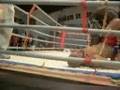 JUNIOR PQD(R.F.T)vs flavio serafin