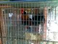 AYAM HUTAN.mp4