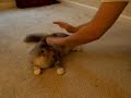 Canoli is a spank cat Canoli is a spank cat