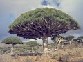 Yemen: Socotra