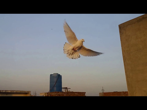 Training high flying pigeons-letting your pigeons out side the loft 7th - with Raja Bhai