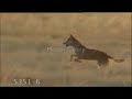 A Dingo's life