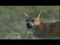 A Dingo\ A Dingo\