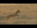A Dingo's life