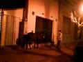 videos de cafayate la V.T. ( este burro se me hace el malo)