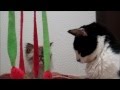 Disapproving cat disapproves of you