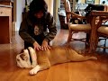 English Bulldog (name Google) SPA