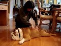 English Bulldog (name Google) SPA
