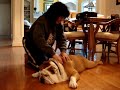 English Bulldog (name Google) SPA