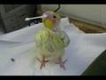 videos de Baby Ace and the Q-Tip