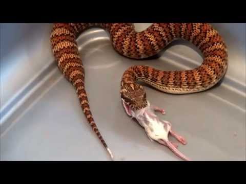 YouTube reptile video