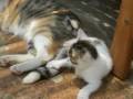 the baby cat and mother the baby cat and mother