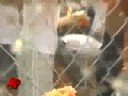 Raw Video: Annual Rotten 'Tomato Romp'