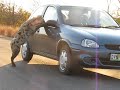 Cheeky hyena in Kruger Park, South Africa