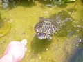 Red Eared Slider Turtle Feeding Time