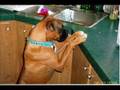 Boca The Boxer Dog