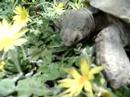 Shelly eating some foilage