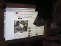 Border Collie video