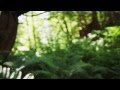Minor Cause (Official Music Video)
